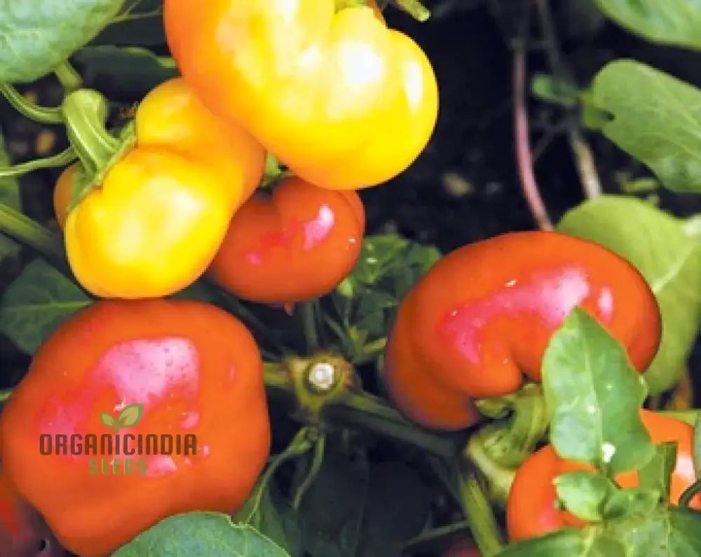 Capsicum Alma Paprika Seeds For Planting Grow Flavorful Peppers At Home