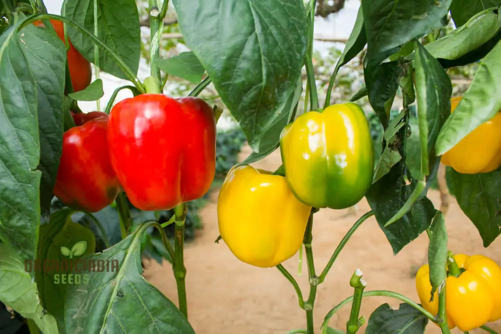 Capsicum Alma Paprika Seeds For Planting Grow Flavorful Peppers At Home