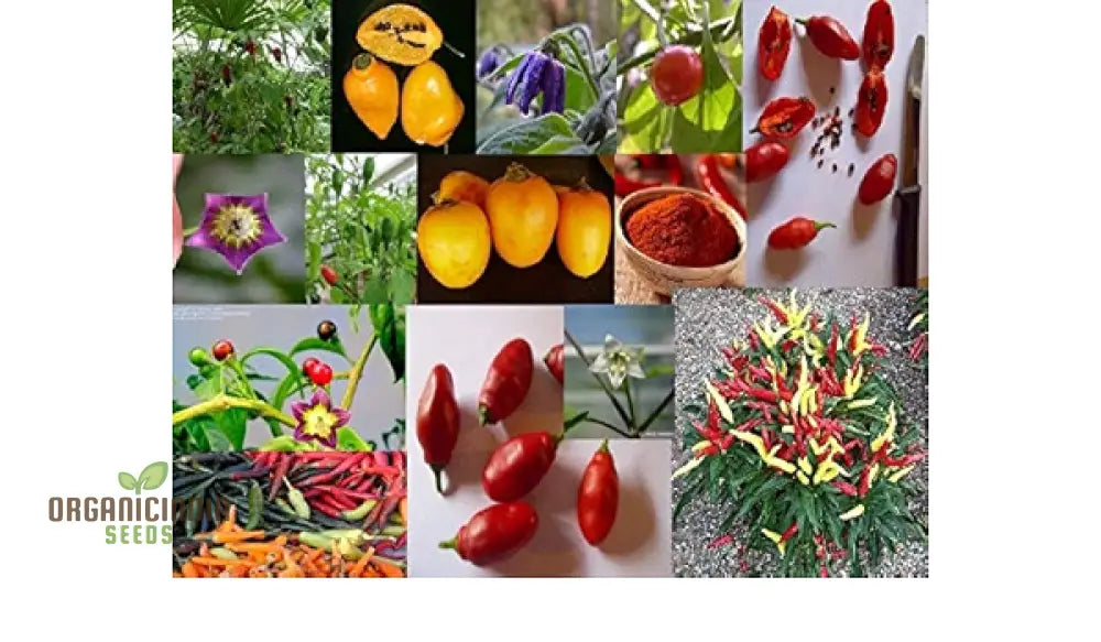 Capsicum Chili Pepper Seeds For Planting - 100 Pcs Vegetable