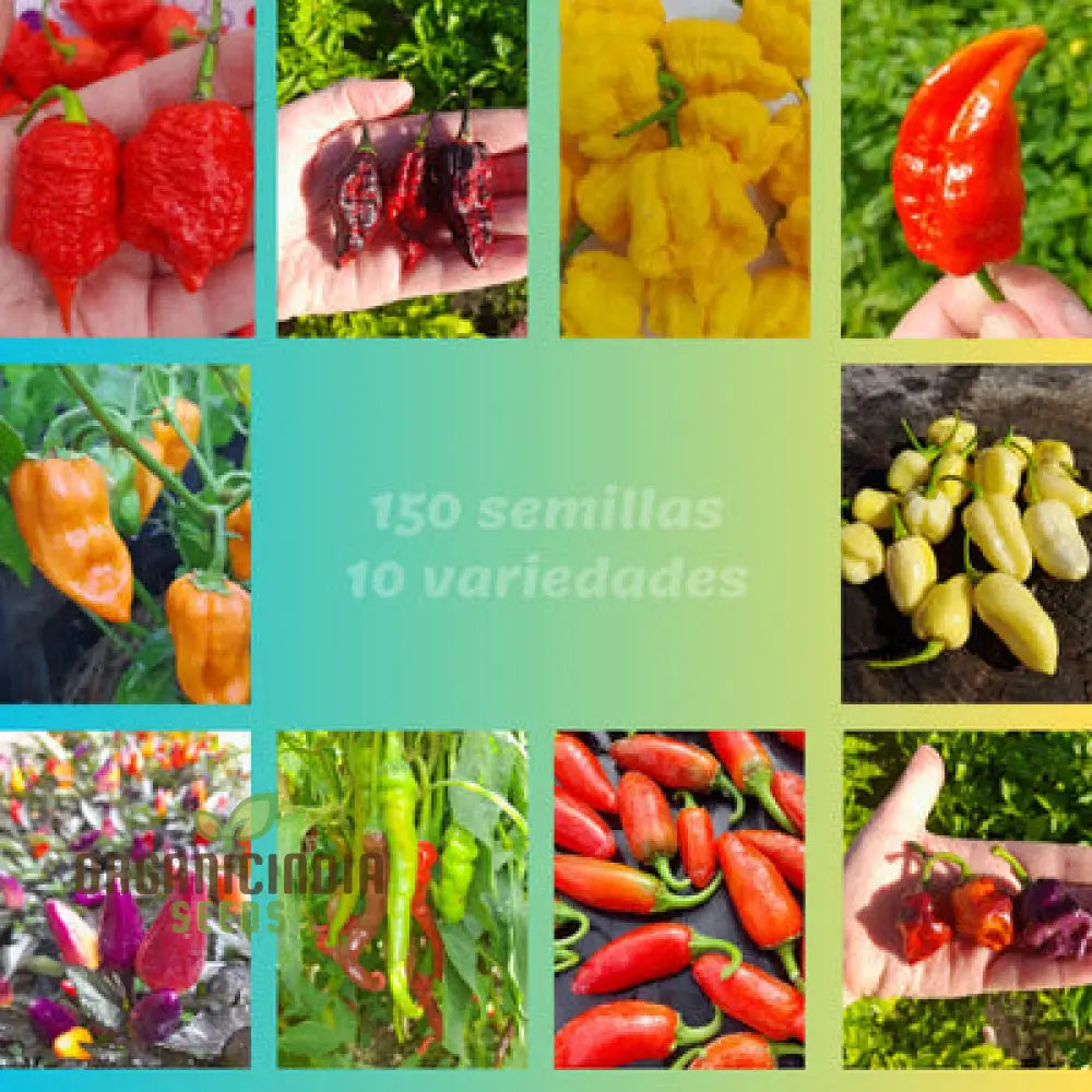 Capsicum Chili Pepper Seeds For Planting - 100 Pcs Vegetable