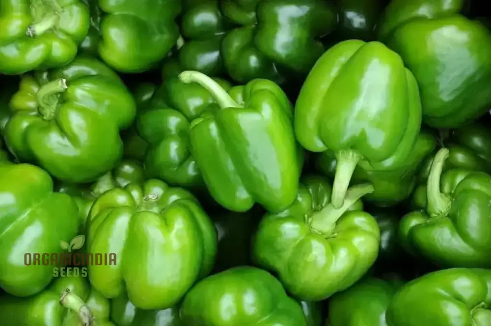 Capsicum Green Vegetable Seeds For Planting 100 Pcs