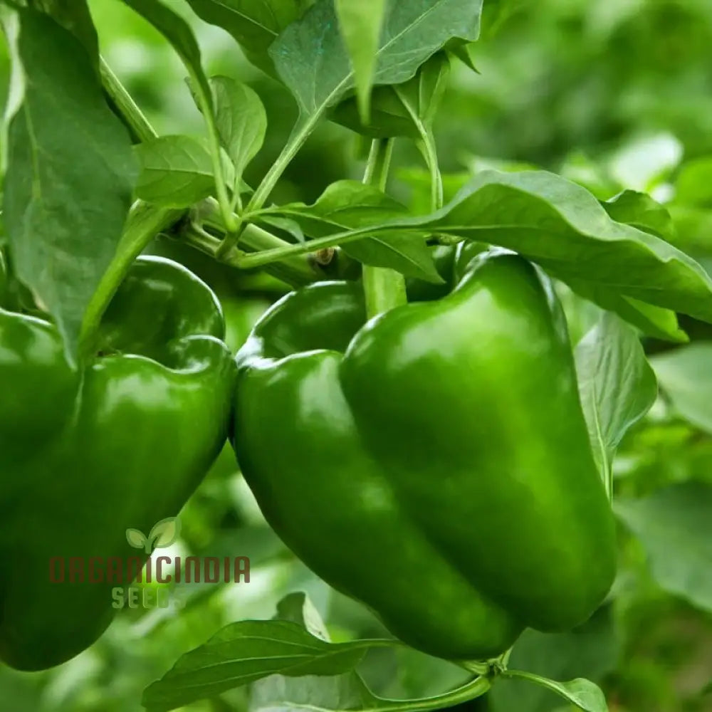 Capsicum Green Vegetable Seeds For Planting 100 Pcs