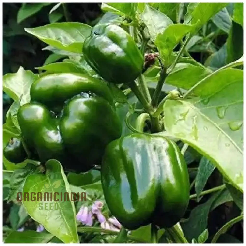 Capsicum Green Vegetable Seeds For Planting 100 Pcs