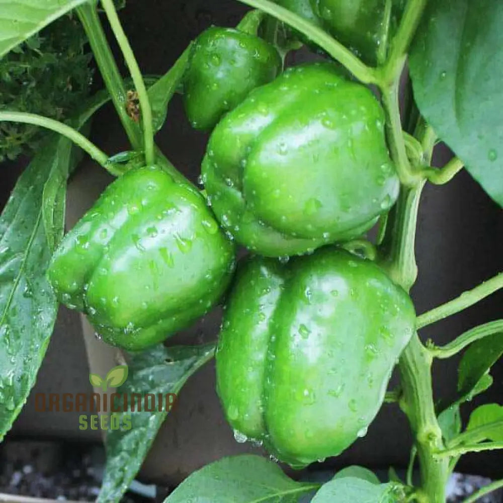 Capsicum Green Vegetable Seeds For Planting 100 Pcs