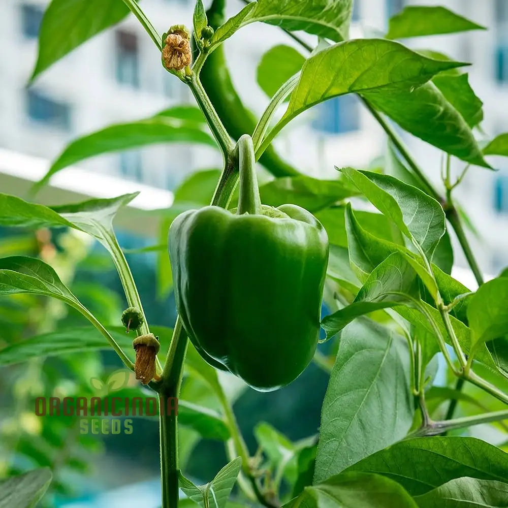 Capsicum Green Vegetable Seeds For Planting 100 Pcs