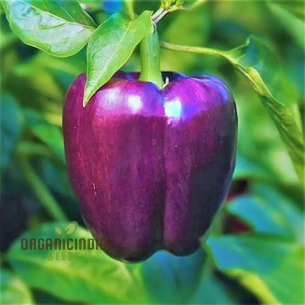 Capsicum Purple Vegetable Seeds For Planting Grow Vibrant Bell Peppers