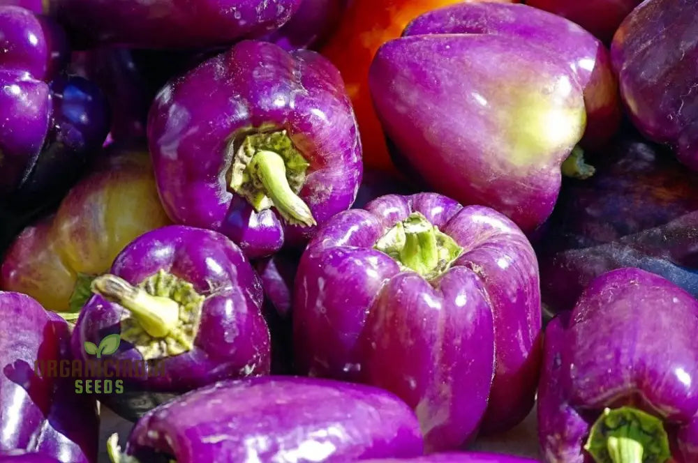 Capsicum Purple Vegetable Seeds For Planting Grow Vibrant Bell Peppers