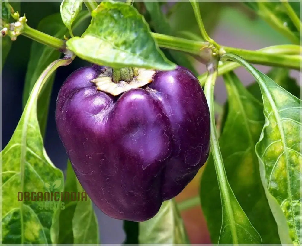 Capsicum Purple Vegetable Seeds For Planting Grow Vibrant Bell Peppers