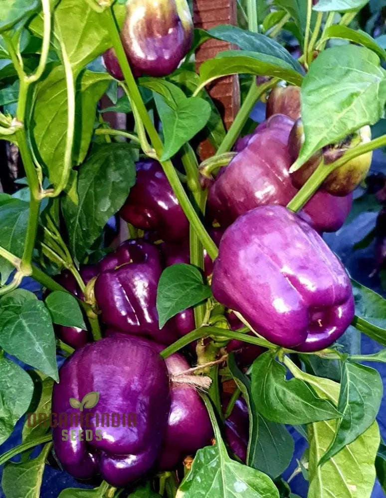 Capsicum Purple Vegetable Seeds For Planting Grow Vibrant Bell Peppers