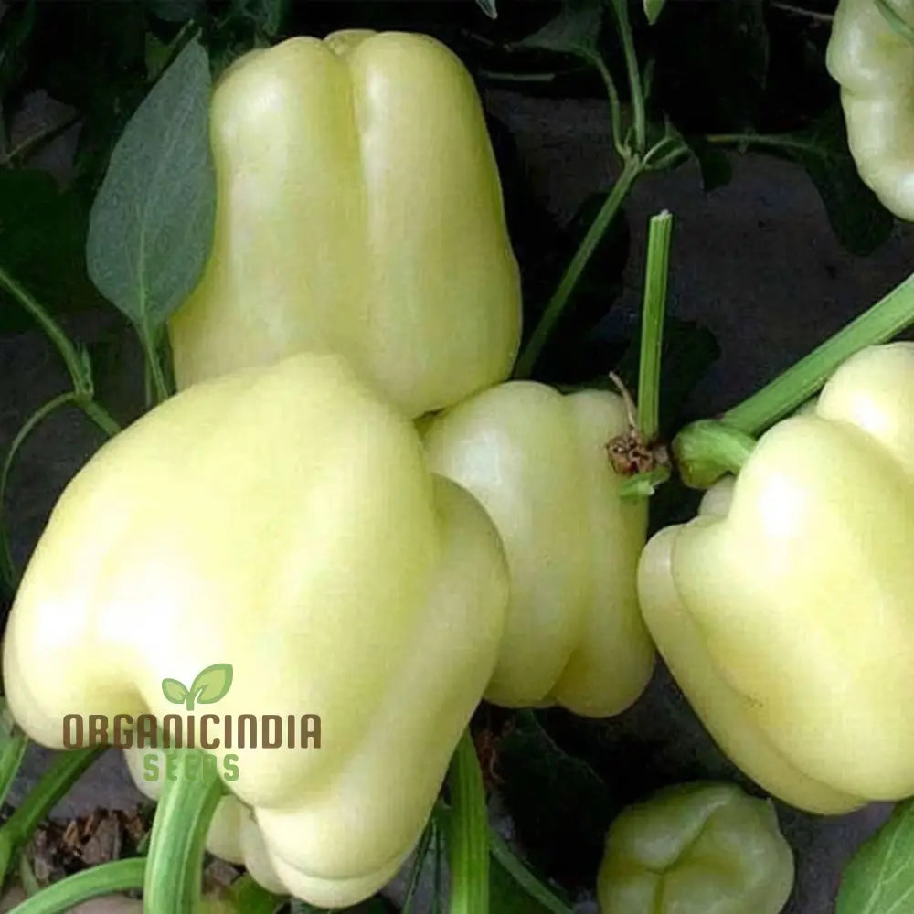 Capsicum White (Bell Pepper Ivory White) Vegetable Seeds - Grow Unique And Flavorful Peppers