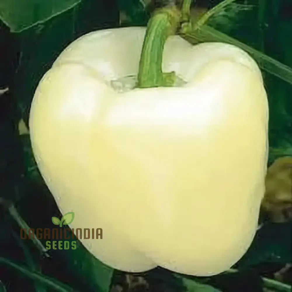 Capsicum White (Bell Pepper Ivory White) Vegetable Seeds - Grow Unique And Flavorful Peppers