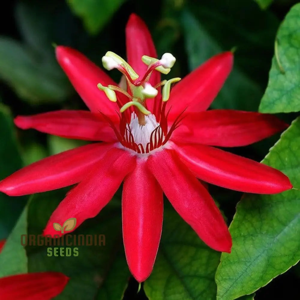 Captivating Red Passion Flower Seeds Infuse Your Garden With Striking Beauty Perfect For Planting