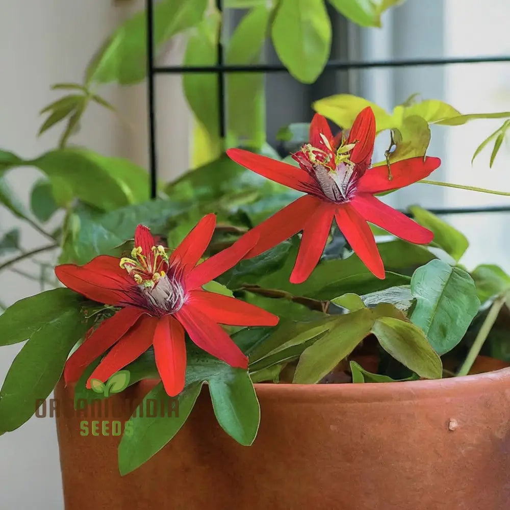 Captivating Red Passion Flower Seeds Infuse Your Garden With Striking Beauty Perfect For Planting