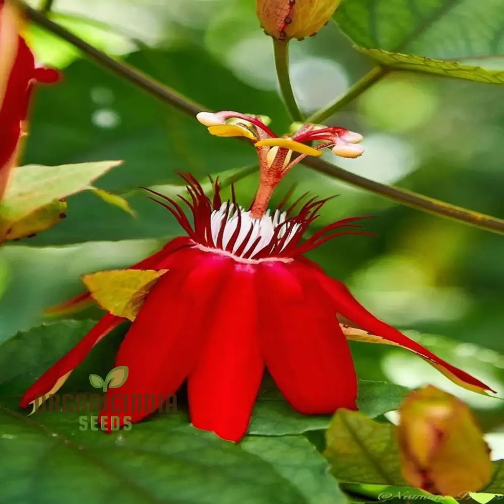 Captivating Red Passion Flower Seeds Infuse Your Garden With Striking Beauty Perfect For Planting