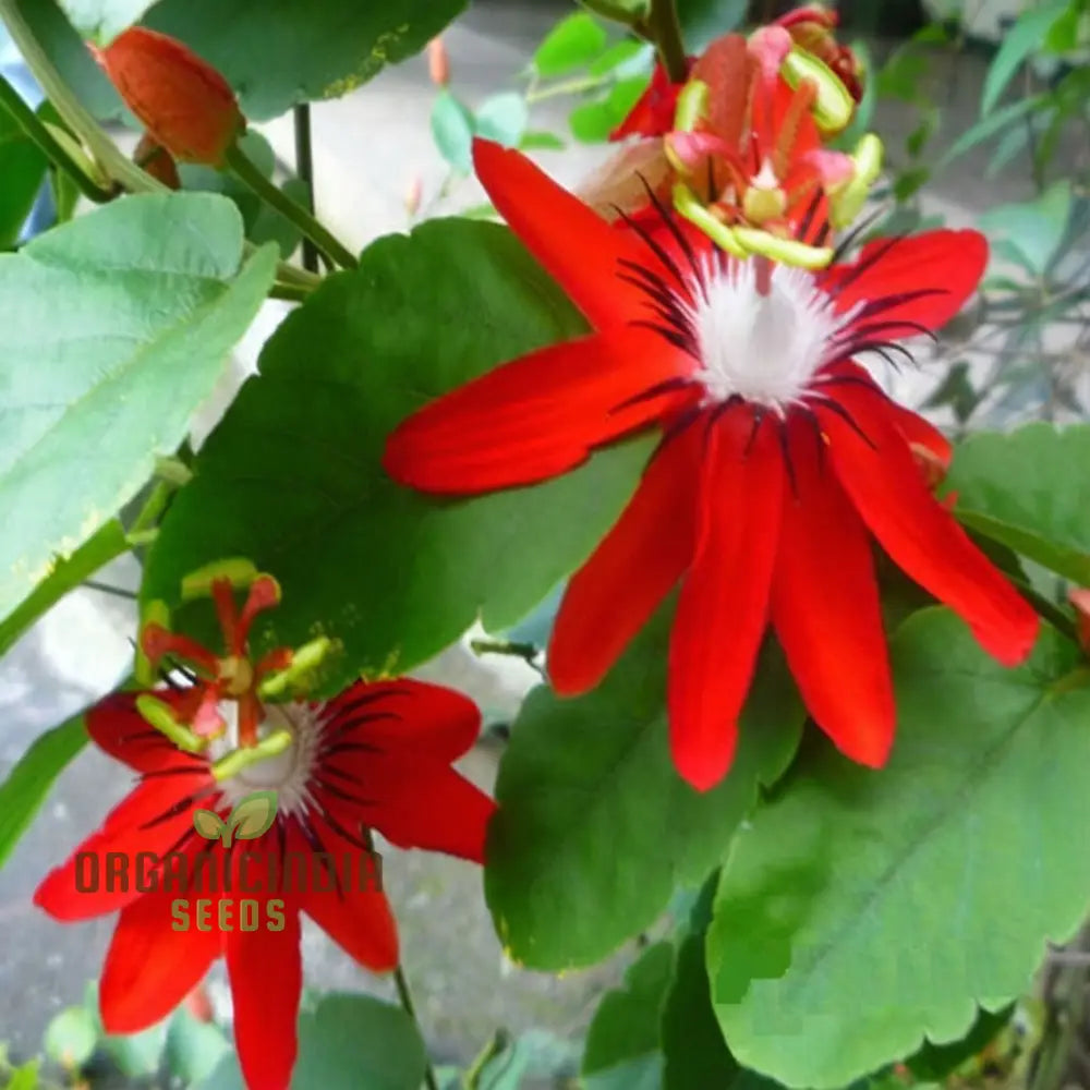 Captivating Red Passion Flower Seeds Infuse Your Garden With Striking Beauty Perfect For Planting