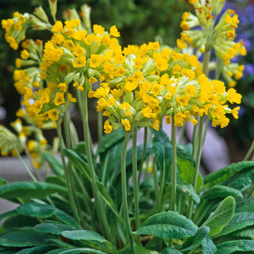 Yellow Cowslip Seeds For Planting, An In-Depth Guide to Planting and Growing Vibrant Cowslip Seeds