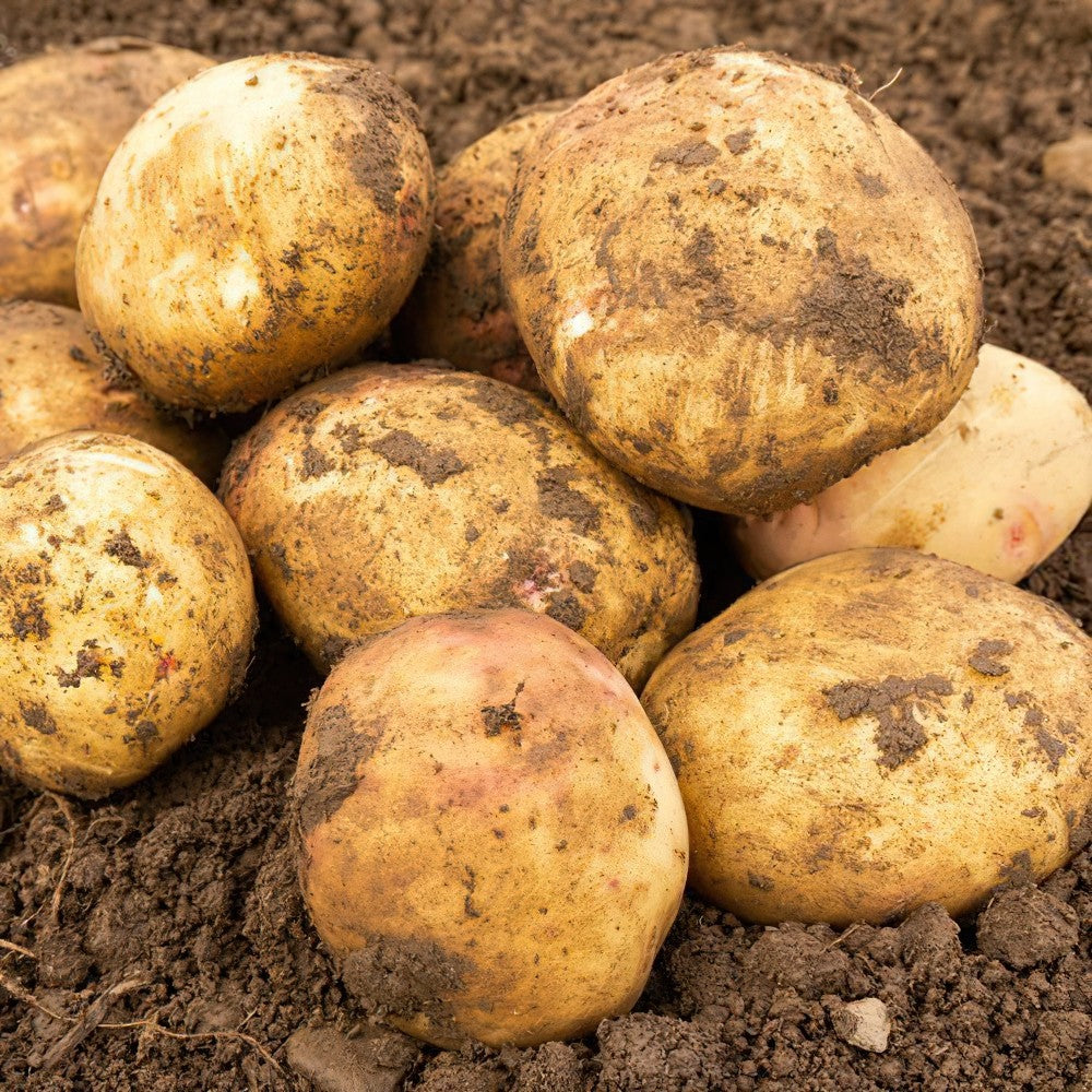 Premium CARA Seed Potatoes - Ideal for Gardening Enthusiasts - High-Quality Seeds for Abundant Harvests