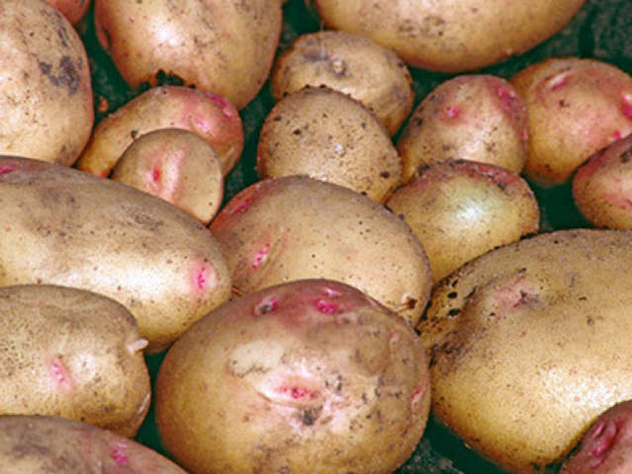 Premium CARA Seed Potatoes - Ideal for Gardening Enthusiasts - High-Quality Seeds for Abundant Harvests