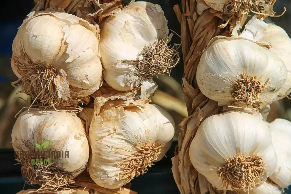 Carcassonne Wight Garlic Seeds Premium Heirloom For Exceptional Flavor – 100 Pcs