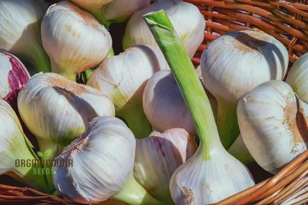 Carcassonne Wight Garlic Seeds Premium Heirloom For Exceptional Flavor – 100 Pcs