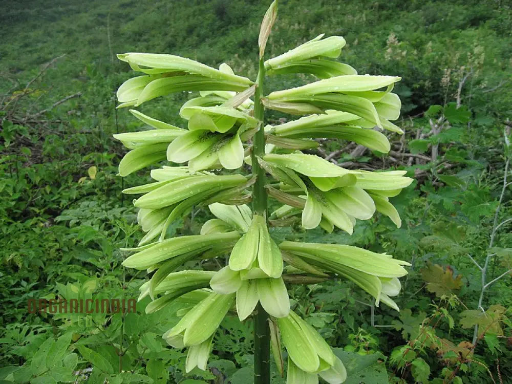 Cardiocrinum Cordatum Seeds For Your Exquisite Garden - Grow Stunning Heart-Shaped Flowers!