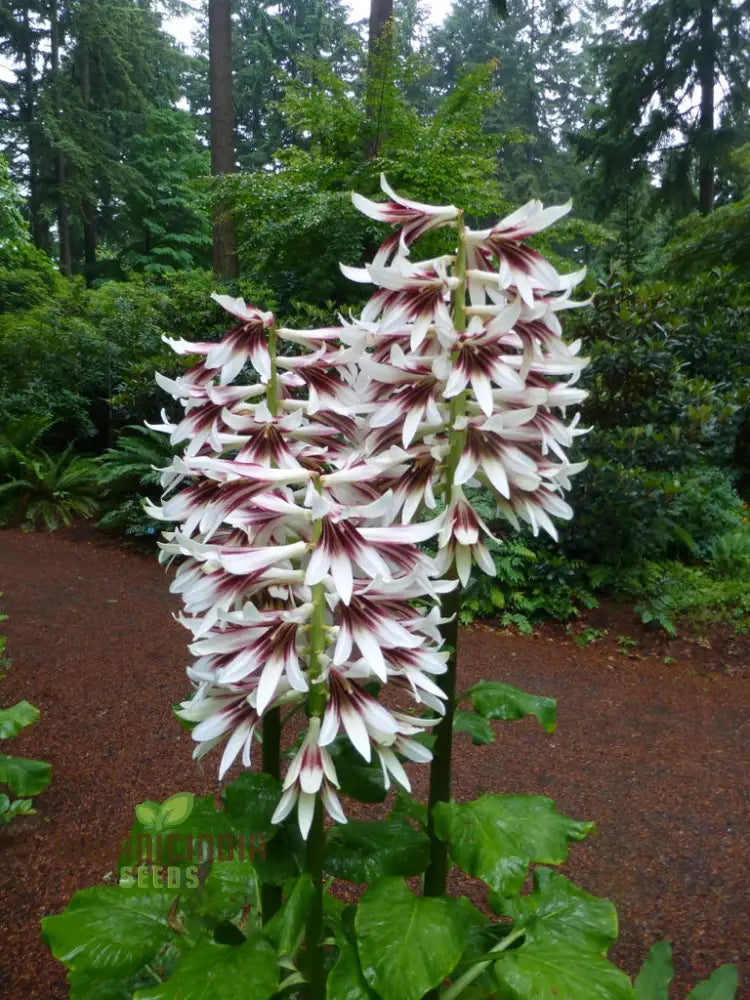 Cardiocrinum Giganteum Seeds For Gardening Enthusiasts: Grow Your Own Giant Himalayan Lily