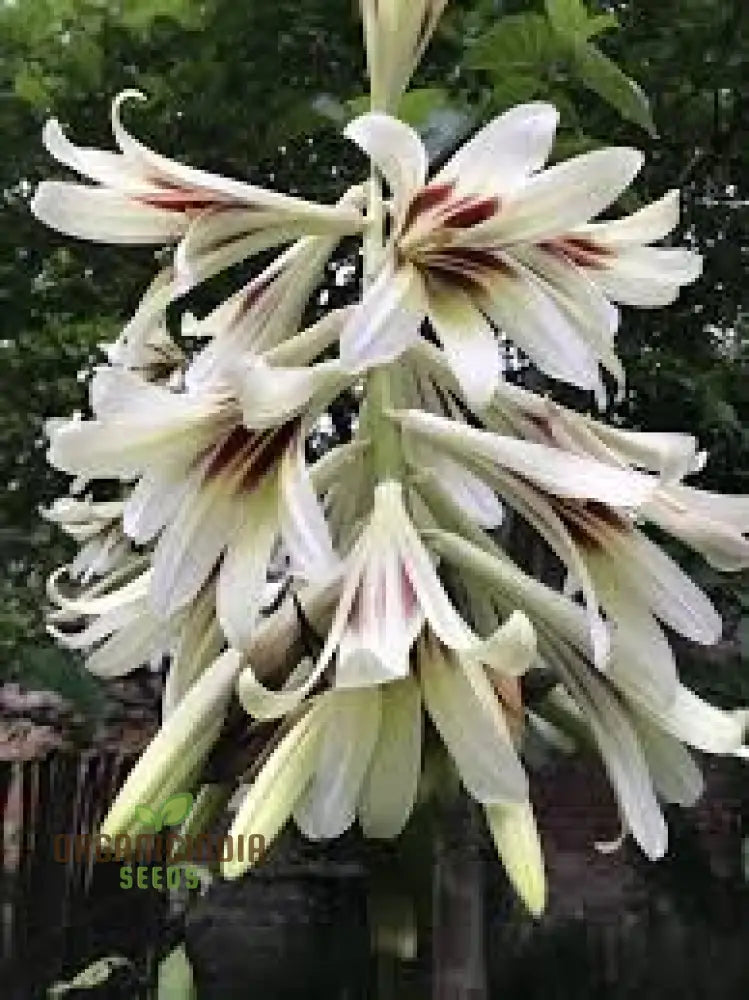 Cardiocrinum Giganteum Seeds For Gardening Enthusiasts: Grow Your Own Giant Himalayan Lily