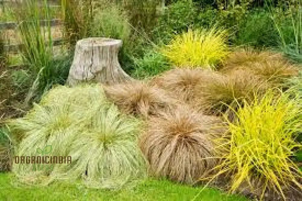 Carex Comans ’Frosted Curls’ Seeds - Ornamental Grass For Garden Borders Easy To Grow Perennial