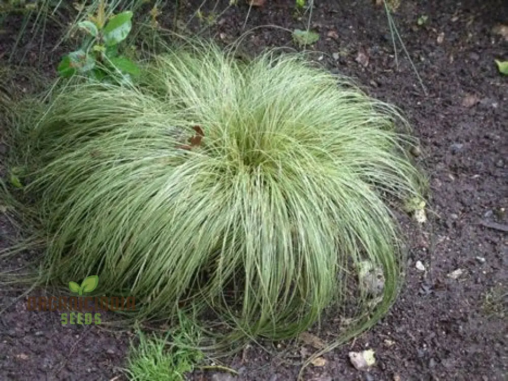 Carex Comans ’Frosted Curls’ Seeds - Ornamental Grass For Garden Borders Easy To Grow Perennial