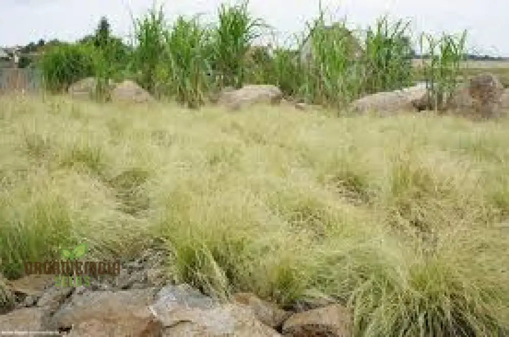 Carex Comans ’Frosted Curls’ Seeds - Ornamental Grass For Garden Borders Easy To Grow Perennial