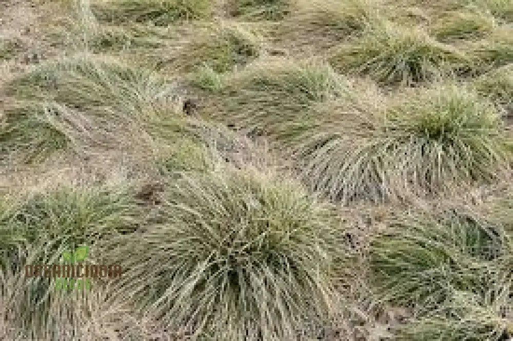 Carex Comans ’Frosted Curls’ Seeds - Ornamental Grass For Garden Borders Easy To Grow Perennial