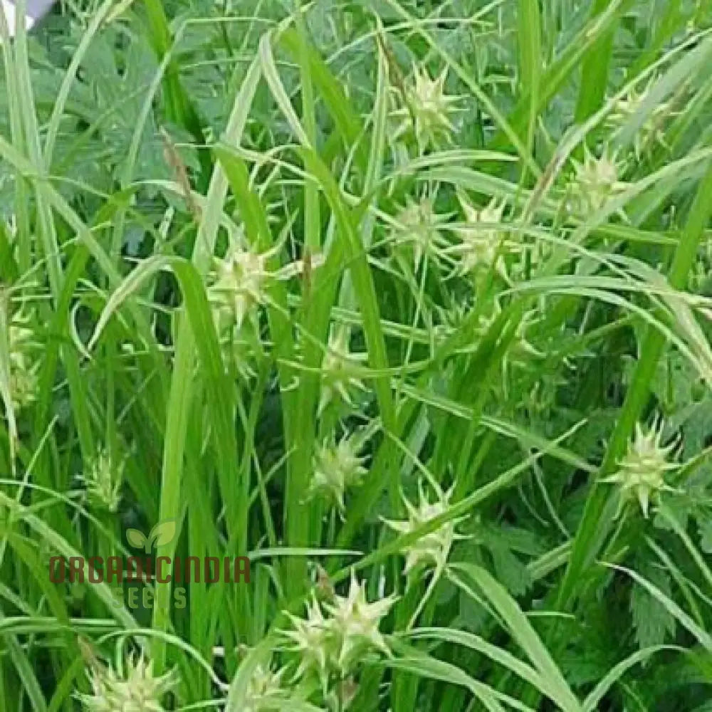 Carex Grayi Seeds For Planting Premium Quality Gardening Plant