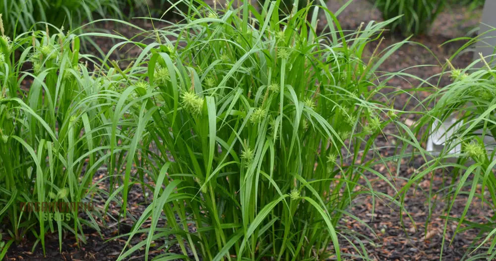 Carex Grayi Seeds For Planting Premium Quality Gardening Plant