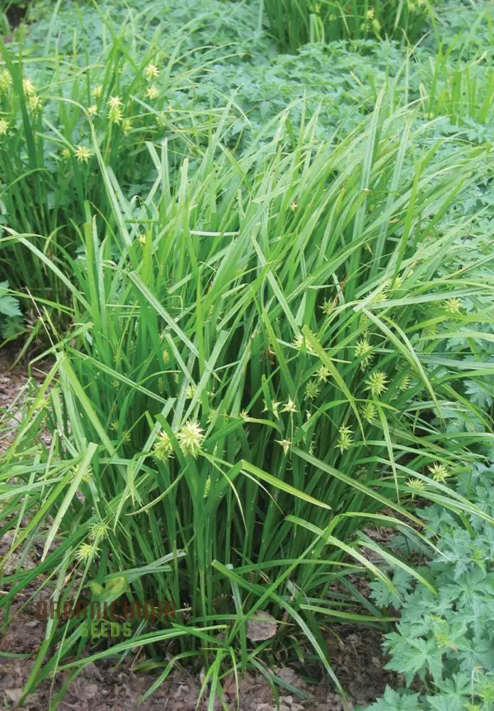 Carex Grayi Seeds For Planting Premium Quality Gardening Plant