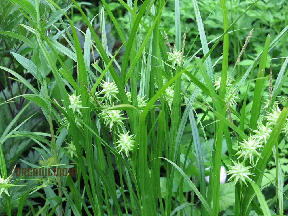 Carex Grayi Seeds For Planting Premium Quality Gardening Plant