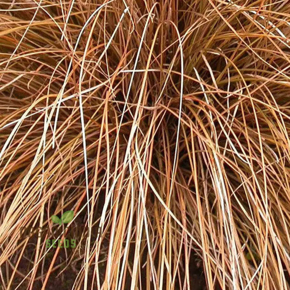 Carex Morrowii ’Pinkie’ Seeds For Planting Premium Quality Gardening Plant