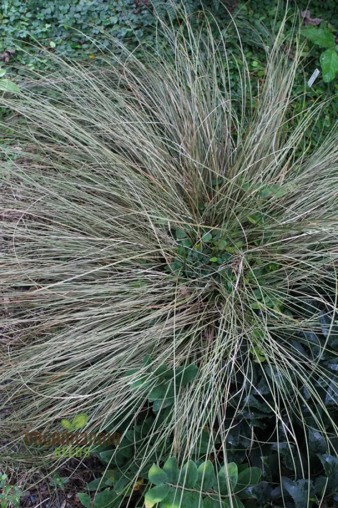 Carex Morrowii ’Pinkie’ Seeds For Planting Premium Quality Gardening Plant