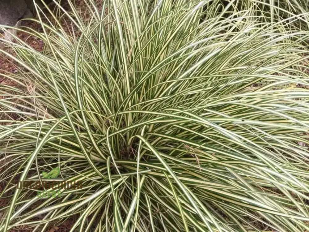 Carex Morrowii ’Pinkie’ Seeds For Planting Premium Quality Gardening Plant