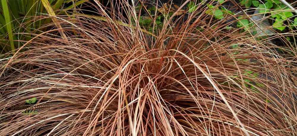 Carex Morrowii ’Pinkie’ Seeds For Planting Premium Quality Gardening Plant