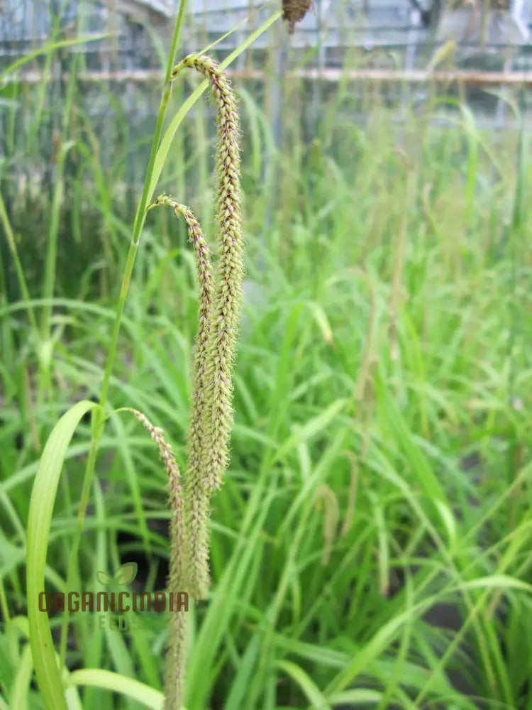 Carex Pendula Seeds For Planting Premium Quality Gardening Plant