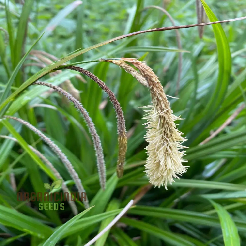 Carex Pendula Seeds For Planting Premium Quality Gardening Plant