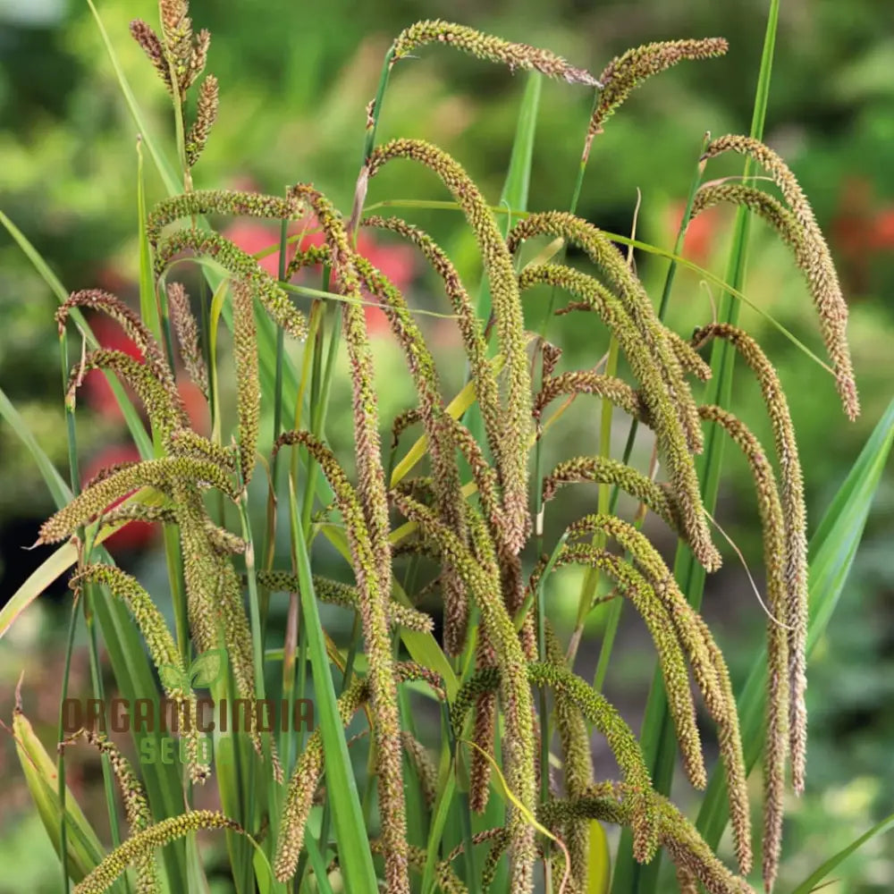 Carex Pendula Seeds For Planting Premium Quality Gardening Plant