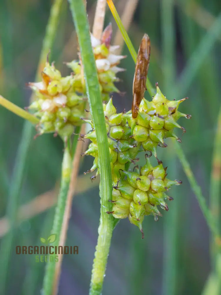 ’Carex Serotina Seeds For Planting Premium Quality Ornamental Grass Gardening Plant