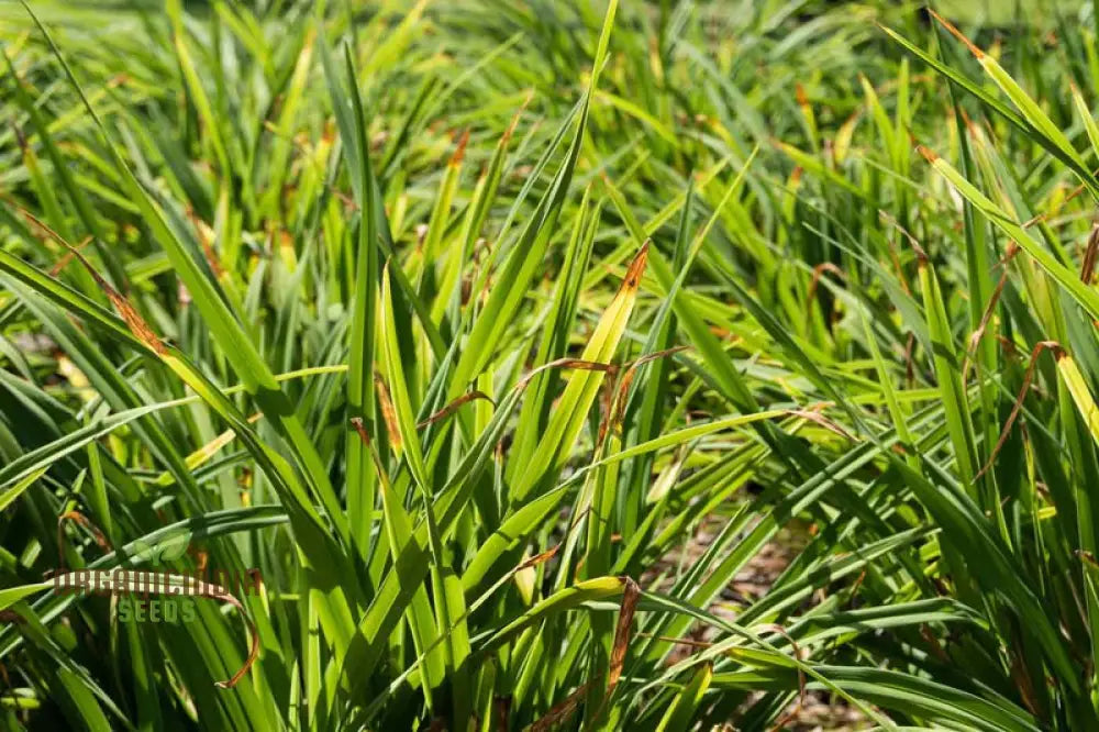 ’Carex Serotina Seeds For Planting Premium Quality Ornamental Grass Gardening Plant