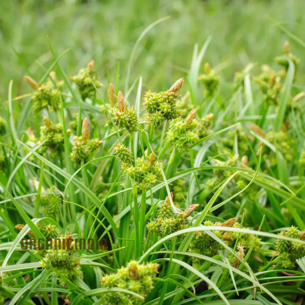 ’Carex Serotina Seeds For Planting Premium Quality Ornamental Grass Gardening Plant