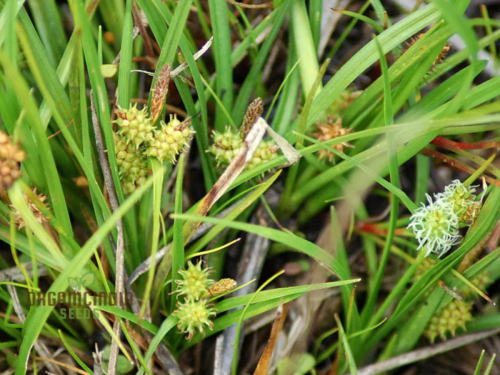 ’Carex Serotina Seeds For Planting Premium Quality Ornamental Grass Gardening Plant