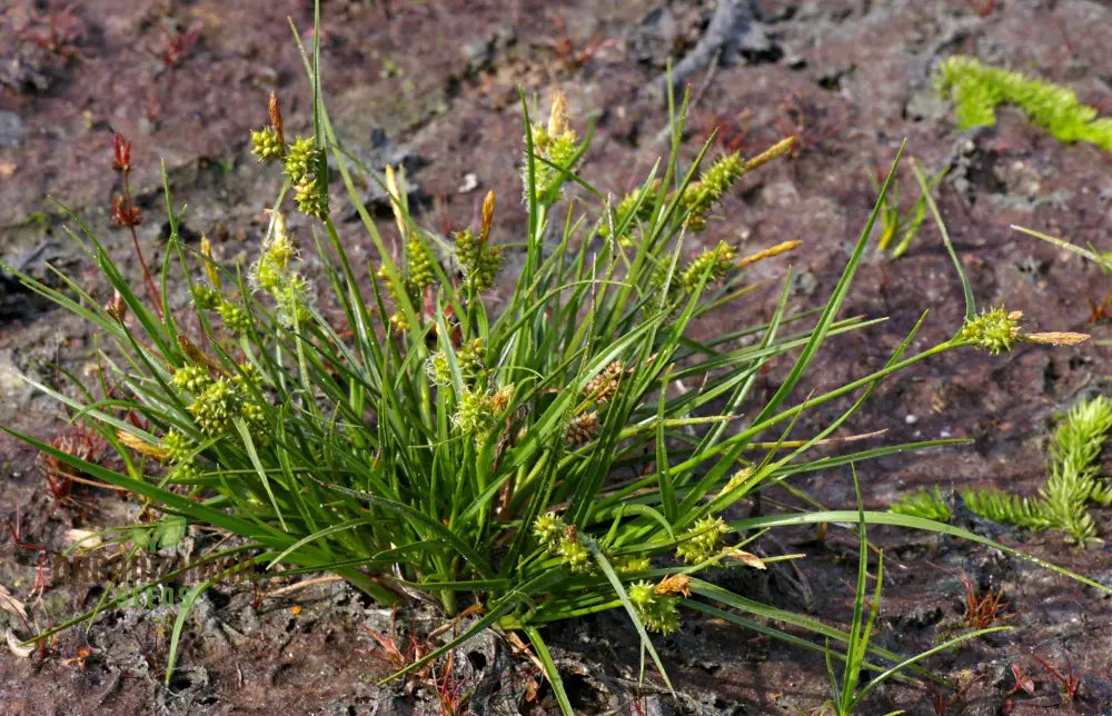 ’Carex Serotina Seeds For Planting Premium Quality Ornamental Grass Gardening Plant