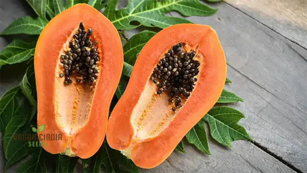 Carica Papaya Seeds For Gardening | Premium Quality Online