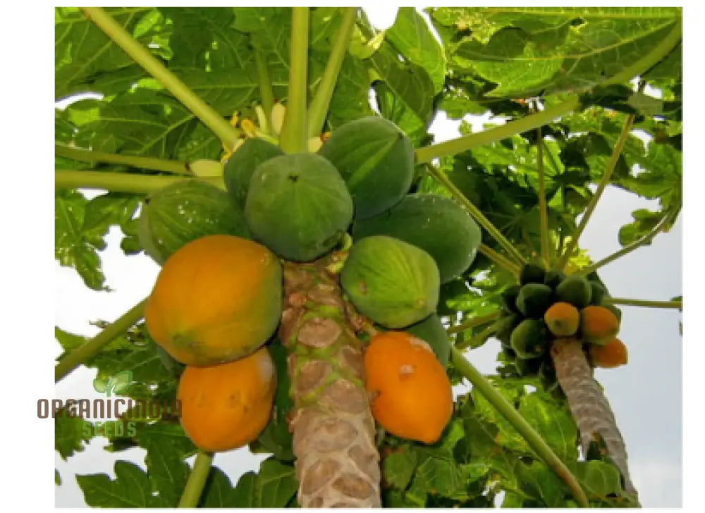 Carica Papaya Seeds For Gardening | Premium Quality Online