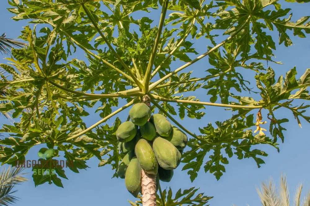 Carica Papaya Seeds For Gardening | Premium Quality Online